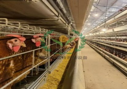 鸡笼加工企业 外贸养鸡设备加工厂 自动化养殖设备鸡笼