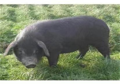 鸿超农业 育肥猪 纯种黑猪 走势分析纯种黑猪