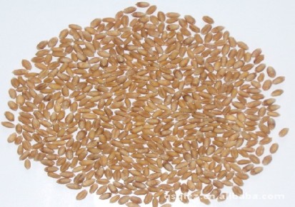 产地直销优质小麦 河南小麦批发 欢迎大量订购