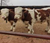 质量好的西门塔尔牛苗出售价格 吉林阳光牛业 只养西门塔尔牛 质量精品