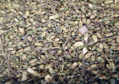 山东干燥槐米 密封储藏生产 天洋药业现货出售优质槐米 精品直销