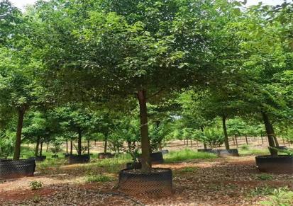 伟创园林 香樟树基地 14公分香樟树 荒山造林