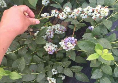 奥尼尔蓝莓苗 易管理易成活 多规格蓝莓苗 兴瑞园艺场