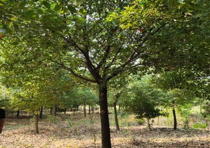 栾树的品种和图片北栾树的病虫害防治湖北荆州雄峰苗木基地
