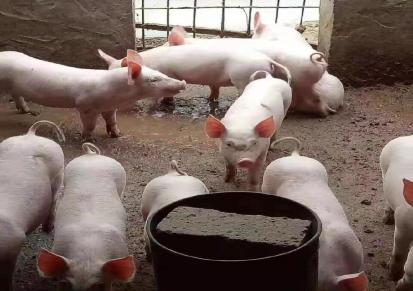 攀枝花猪苗价格 销售大白猪种 出售批发会山直销 购买长白猪种