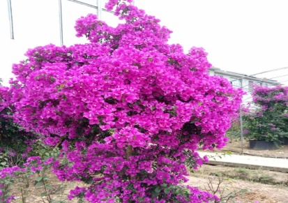 宜宾三角梅盆栽 紫花三角梅盆栽  价格优惠欢迎选购