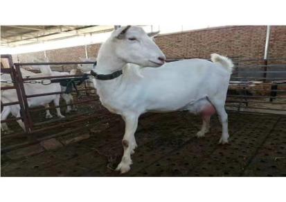 奶山羊羊羔 富平萨瑞萨能奶山羊养殖基地对外销售青年奶山羊