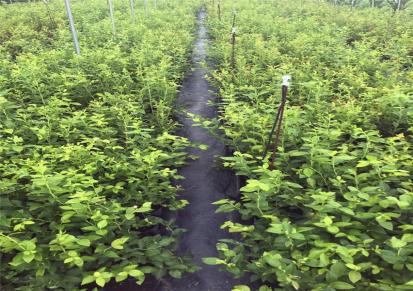 蓝丰蓝莓苗基地 常年供应蓝丰蓝莓苗厂家 无病虫害 根系发达