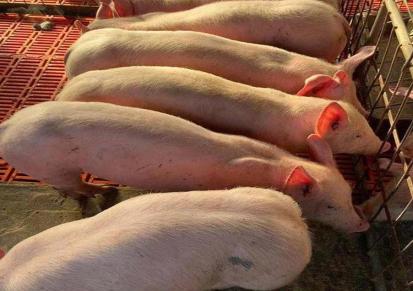 青海玉树杜洛克仔猪价格 2021年猪苗价格 猪多多养殖中心品牌商