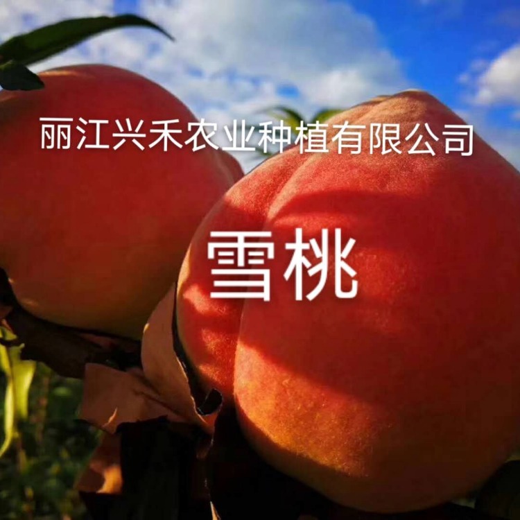 丽江兴禾农业种植有限公司 