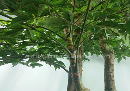 仿真植物-仿真假树盆栽-专业生产假绿植-假植物系列-红树林