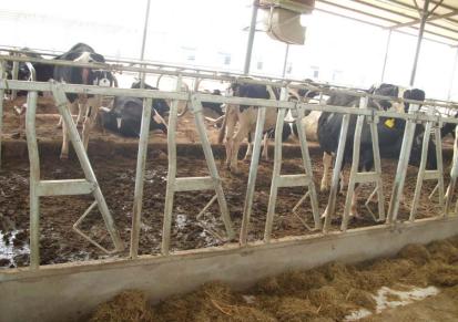 河南新乡东海花牛牌并列式牛劲颊生产厂家适用于养殖场管理牲畜