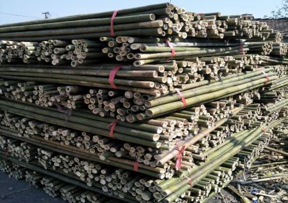 大量批发新鲜上市优质绿化支撑用小竹竿