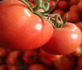 立江 新鲜大番茄 果型圆满硬粉西红柿 欢迎咨询