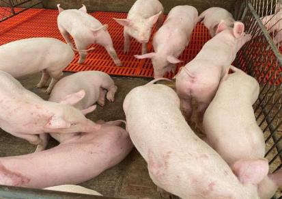 二元母猪 长白猪种出售 湖南仔猪价格 养殖种猪找王鑫应有尽有