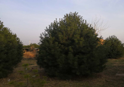 陕西蓝田精品白皮松，4.5米一级白皮松精品 园林绿化树木