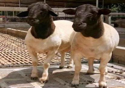 改良肉羊养殖场 改良杜泊绵羊价格 视频挑选 江诚牧业