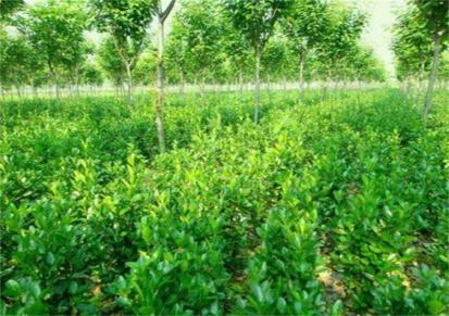 常绿灌木大叶黄杨 北美冬青新品种冬黄 银庄农业