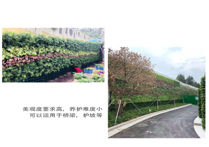 南京植物墙容器报价 植物