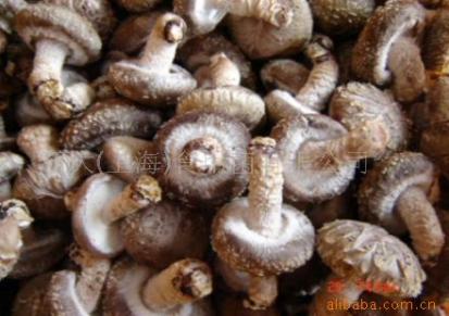 大量供应优质出口级干香菇 花菇
