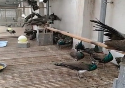 专业孔雀养殖场常年出售蓝孔雀 在线咨询孔雀苗价格