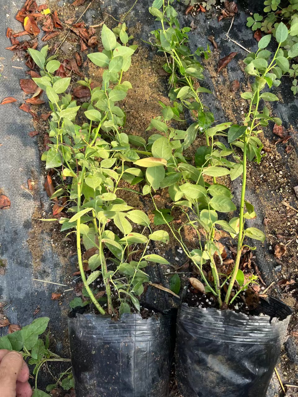 奥尼尔蓝莓苗山西种植方法