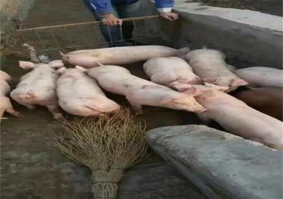 猪仔价格美丽 50斤母猪种猪批发基地 宝泉岭 一头代发