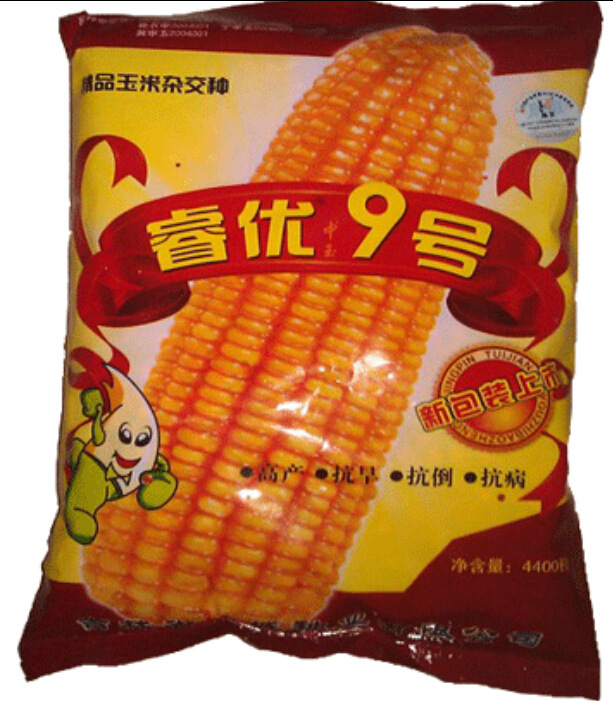 睿优9号-玉米种子