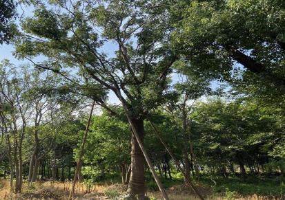 湖北皂角树 30公分 2.5米株高 露地栽培 全冠易成活