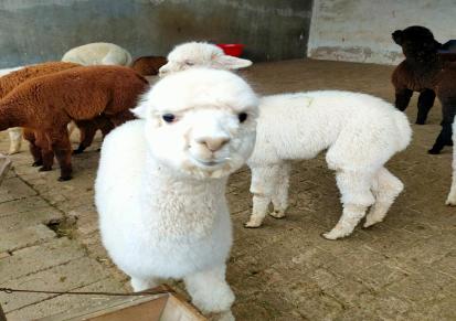 通和亚 纯种羊驼 珍禽萌宠表演 养殖出售宠物小羊驼