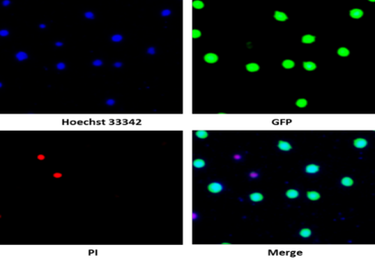 Countstar Rigel S3智能荧光分析仪,细胞分析仪