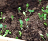 板蓝根种子 大叶种子价格 种植板蓝根季节和产量
