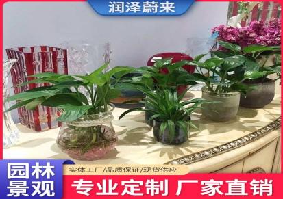 武汉绿植盆栽-室内植物租摆-办公室绿植租赁 润泽蔚来a009
