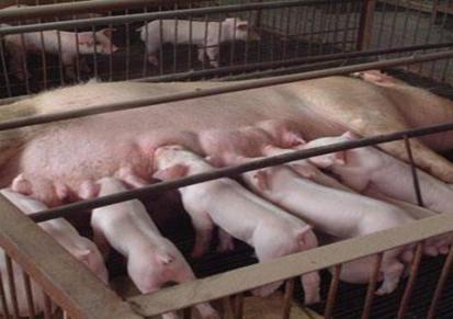 仔猪批发 30公斤仔猪价格 健康猪苗出售 作胜基地品质有保障