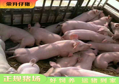 近期猪苗价格 山东近期猪苗价格 荣升猪场 全国批发