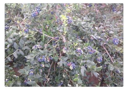 布里吉塔1公分蓝莓苗新品种 生华苗木 1公分蓝莓苗适应性强