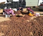 云南罗干高产魔芋种子 一代魔芋种子批发出售 魔芋种子种植基地