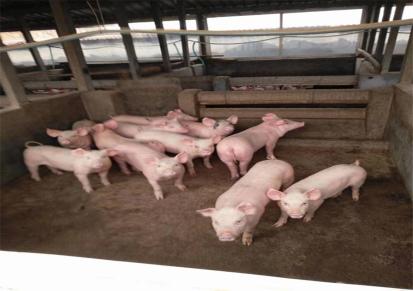 30斤小猪养殖 福建仔猪价格 小仔猪价格 养殖仔猪找富伟 应有尽有