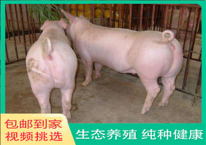 仔猪批发 小猪价格 廷东 活猪出售全国发货 一对小香猪仔