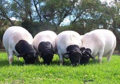 澳洲白种公羊价格 杂交杜泊绵羊价格 包邮 江诚牧业