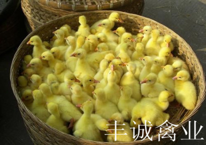 供应 蛋用型 优质高产绍兴鸭苗（平均年产蛋量260－300枚）