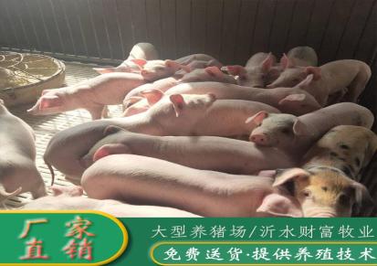 贵州仔猪 贵州小猪价格 财富牧业贵州猪养殖场