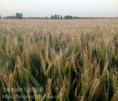 矮秆大穗小麦种子德抗961