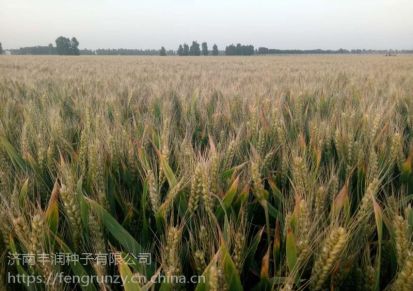 矮秆大穗小麦种子德抗961