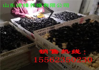 大量供应九斤红鸡苗 好饲养 红玉公鸡苗孵化场 全国发货
