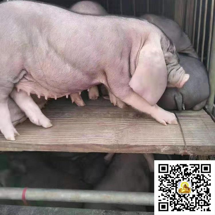 肇庆长太母猪批发价汉青养殖场