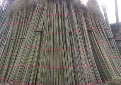 厂家直销 绿化支撑毛竹梢 农用小竹竿 菜架竹，早元竹各种竹类