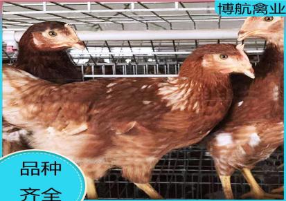 60天青年鸡一只的成本 青年鸡价格 青年鸡养殖技术