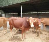 便宜出售鲁西黄牛牛犊鲁西黄牛价格鲁西黄牛养殖场