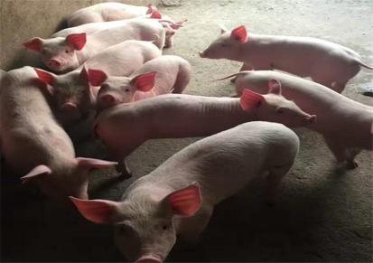 小猪苗批发价格 20斤小猪价格 中农仔猪健康大货出售